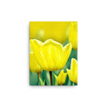 Sunny Garden Blooms